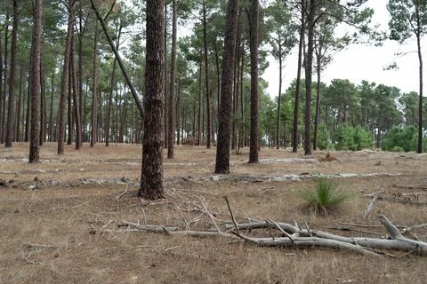 The perth forest Foto stock