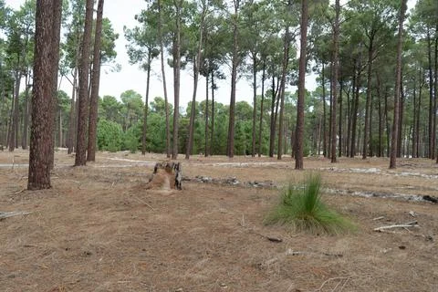 The perth forest Stock Photos