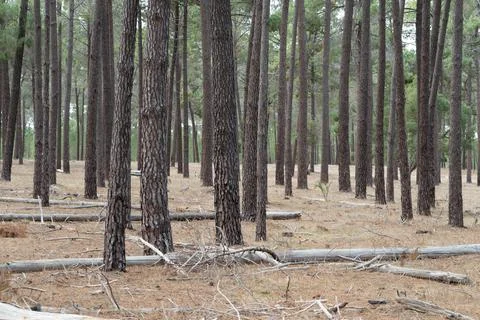 The perth forest Stock Photos