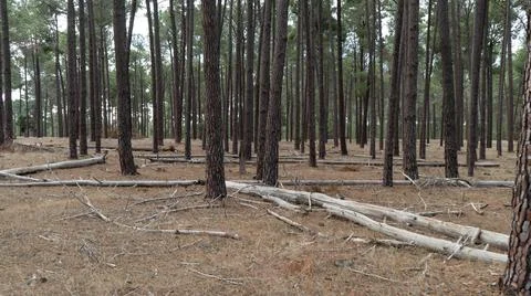 The perth forest Stock Photos