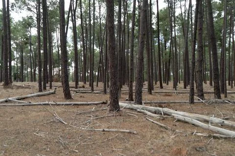 The perth forest Stock Photos