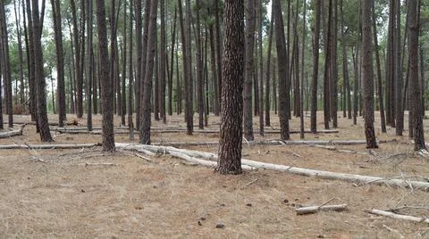 The perth forest Stock Photos