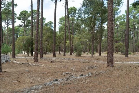 The perth forest Stock Photos