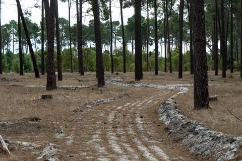 The perth forest Stock Photos