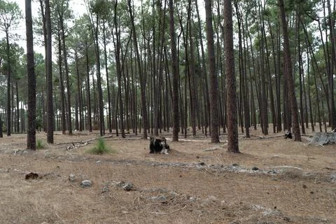 The perth forest Stock Photos