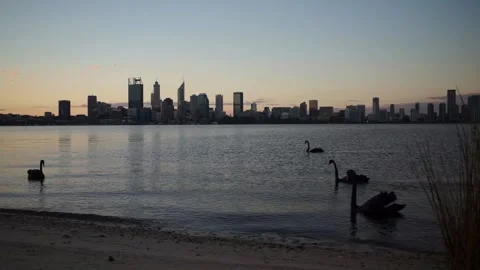 Perth river foreshore with swans at sunset Stock Footage 199541390