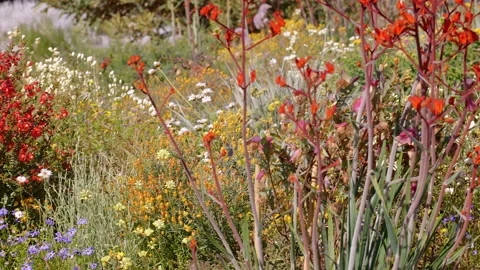 Perth spring wildflowers yield a magnificent display of colours Stock-Footage 165925876
