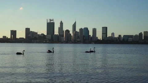 Perth, Western Australia River foreshore at sunset with swans Video stock 199541053
