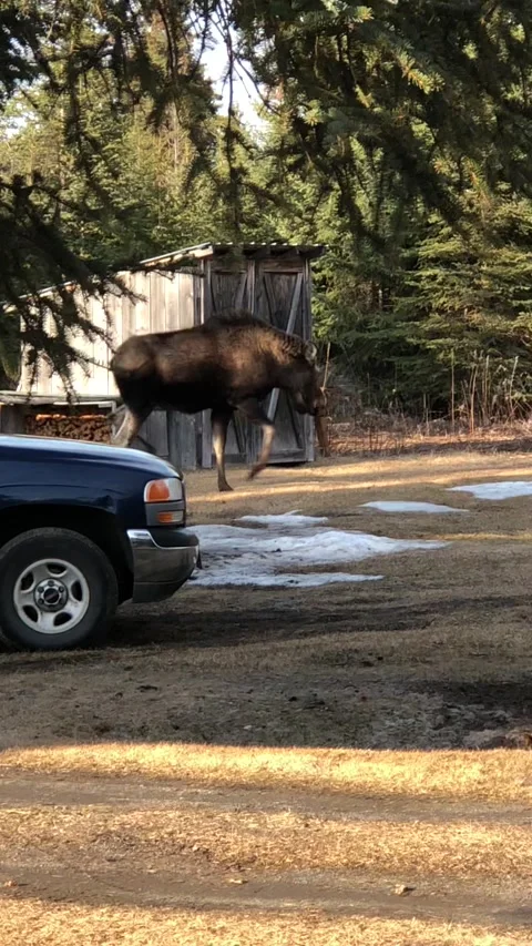Perturbed Moose Throws Tantrum In Backyard, Anchor Point, Alaska, USA - 29 Apr 2 Vídeo Stock 205171350