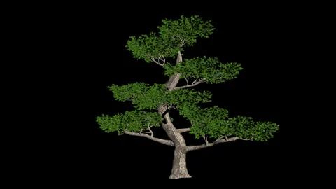 Pertusa tree seemless loop, black background Video stock 167882300