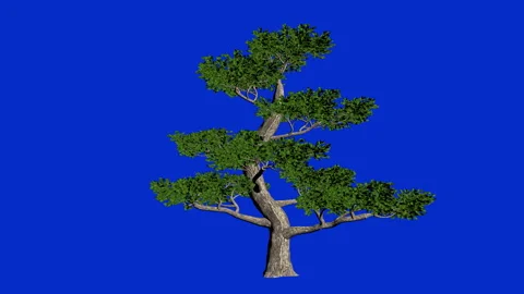 Pertusa tree seemless loop, blue screen Chroma Key Stock Footage 165205128
