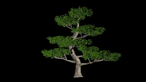 Pertusa tree seemless loop, luma matte Video stock 163264252