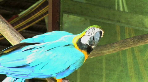 Peru amazon blue parrot Stock Footage
