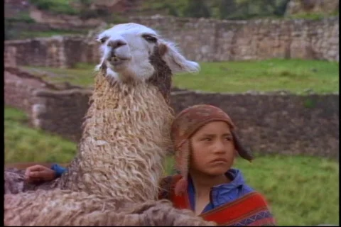 Peru, The Andes, boy with llama, medium close up, sad face Stock Footage 867539