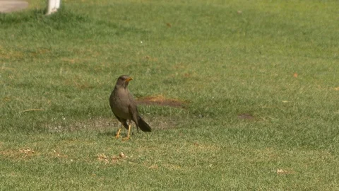Peru Bird Fly Away Video stock 86448072