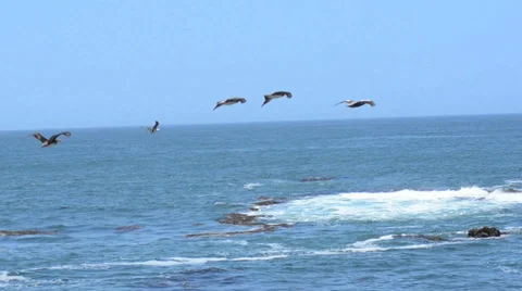 Peru Birds flying Stock Footage 39386641
