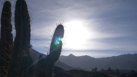 Peru Cactus Nature Vídeo Stock 86453893