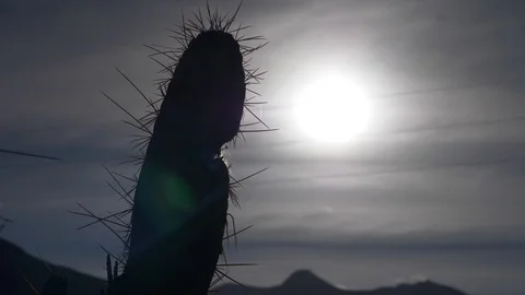 Peru Cactus Nature Video stock 86454141