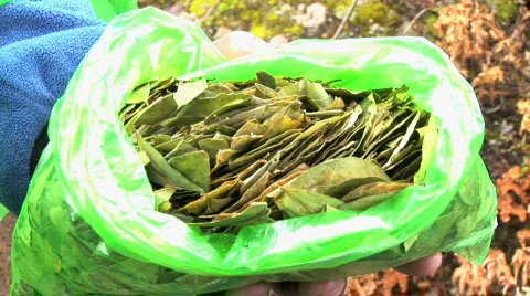 Peru coca leaves   Stock Footage 156966