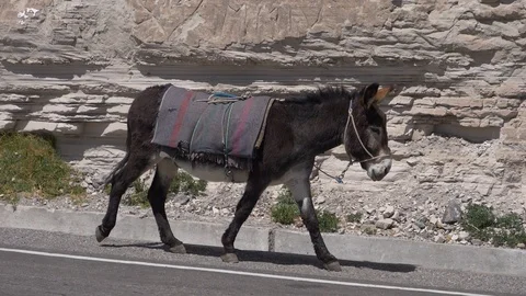Peru Colca - Donkey Walking Video stock 86456705