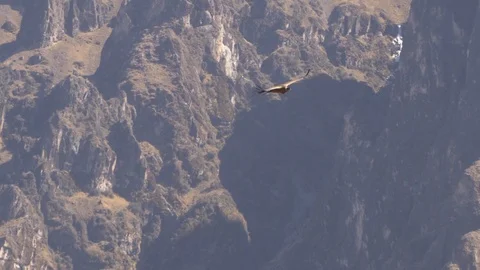 Peru Colca Eagle Flying 스톡 동영상 86454722