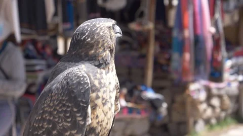 Peru Colca Eagle Staring Video stock 86454964