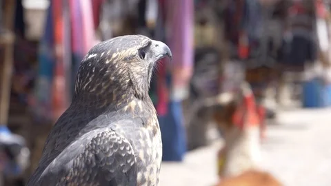 Peru Colca Eagle Staring Vídeo Stock 86455428