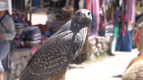 Peru Colca Eagle Staring 스톡 동영상 86456188
