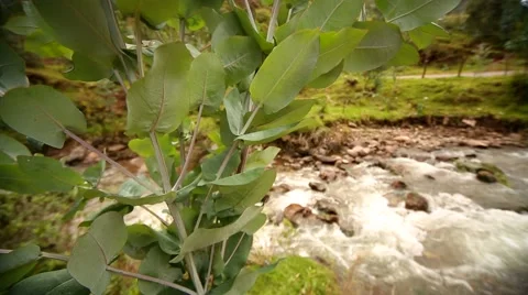 Peru. Eucalyptus tree in Andes Stock Footage 62735293