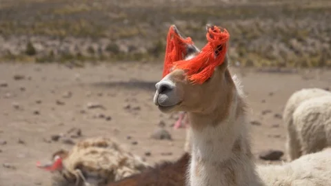 Peru - Funny Lama Stock Footage 86452712