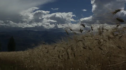 Peru, growing barley Stock Footage 39264439