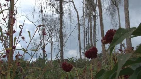 Peru illegal gold mining in the Amazon destroyed landscape and flowers 動画素材 86325686