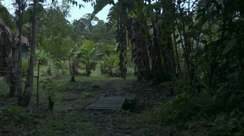 Peru jungle scenes Video stock 51234656
