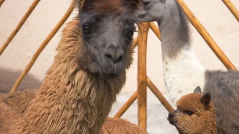 Peru Lama Slow Motion Video stock 86448677