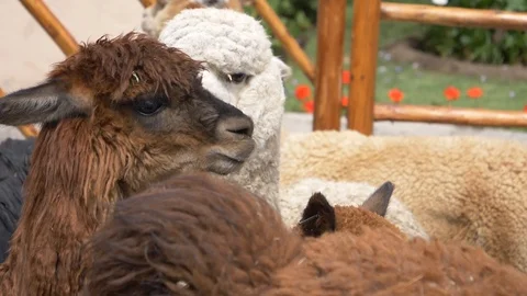 Peru Lama Slow Motion Video stock 86449881