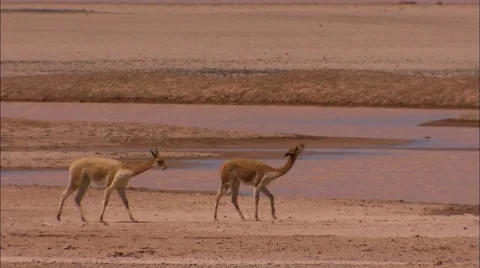 Peru llamas drinking from watercourse Video stock 54803163