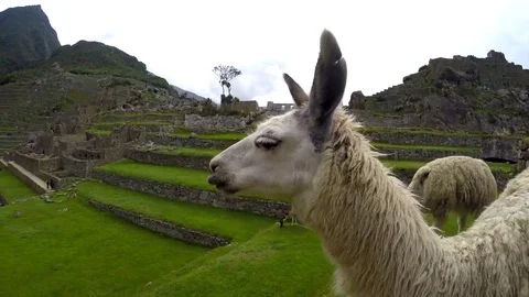 PERU MACHU PICCHU ANCIENT INCA ARCHITECTURAL RUINS WORLD HERITAGE SITE LAMA Stock Footage 69121504