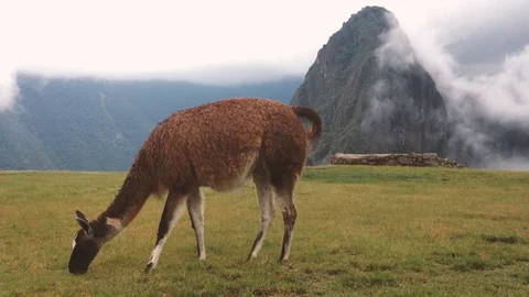 Peru machu picchu Stock Footage 100648909