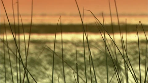 Peru - marsh grass blowing in wind Stock Footage 39588716