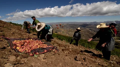 Peru potato harvest Stock Footage