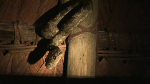 Peru python in the amazon Video stock 157009