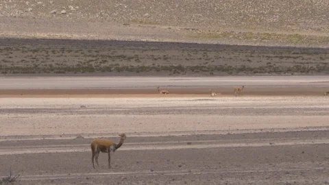 Peru Sad Lama Video stock 86451167