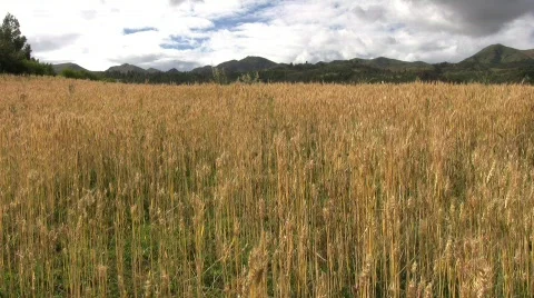 Peru wheat field Stock Footage 373402