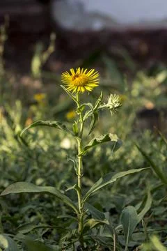 Perula (Inula graveolens) is a weed in the fields. Stock Photos