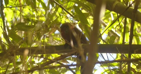 In Peru’s Amazon, a dusky titi monkey mom and baby sitting get up and jump Stock Footage 312187738