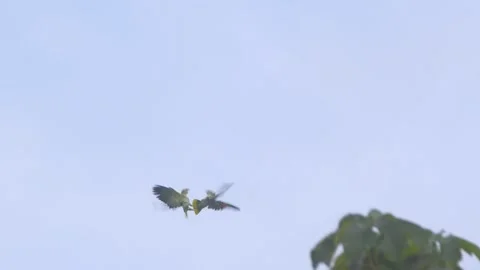 In Peru’s Amazon, a group of Mealy Parrots fight mid flight and cartwheels over Stock Footage 306046406