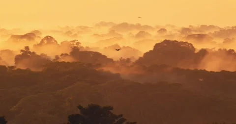 In Peru’s Amazon, parrots fly over a fog-laced canopy as twilight paints the Video stock 307495573