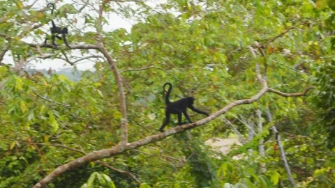 In Peru’s Amazon, a small group of black spider monkeys moves swiftly through Stock Footage 308352766
