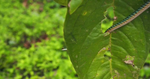 In Peru’s Amazon, a vibrant green parrot snake slithers across through the Stockbeeldmateriaal 312188118