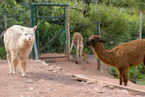 Peruvian Alpaca and Llama Stock Photos